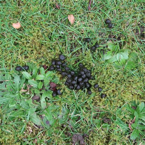 Deer scat in garden