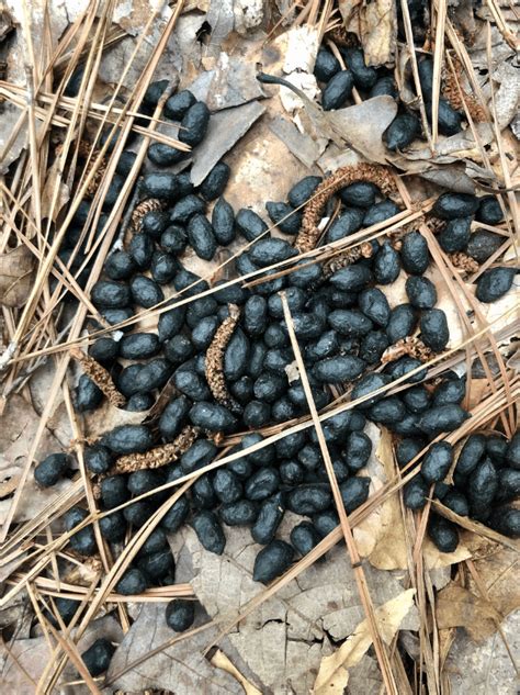 Deer scat in orchard