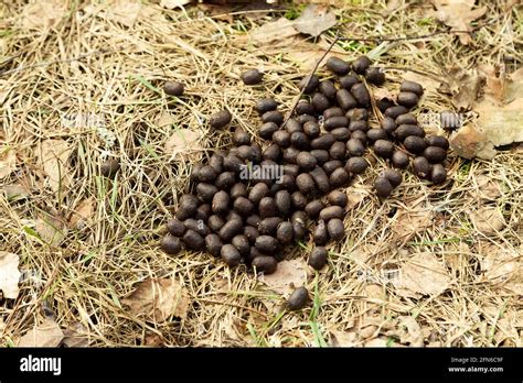 Deer scat in pasture