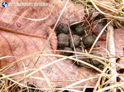 Deer scat on trail