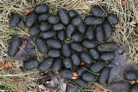 Importance of scat size in deer tracking