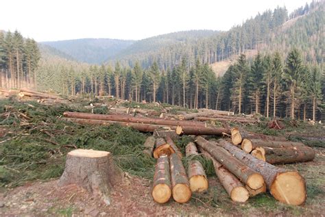 Deforestation for agricultural land