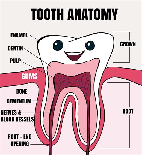 Dental Anatomy for Kids