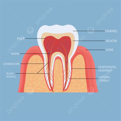 Dental Anatomy Template