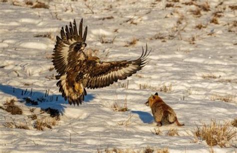 Desert eagle hunting