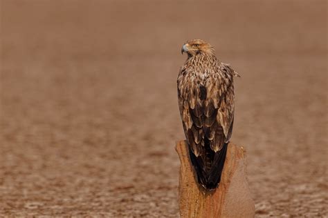 Desert eagle roosting