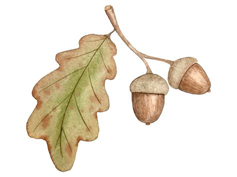 Detailed Acorn Illustration