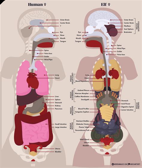 Detailed Elf Anatomy Template Example