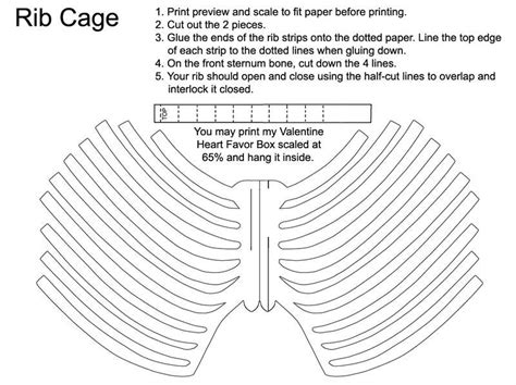 Detailed Rib Cage Template