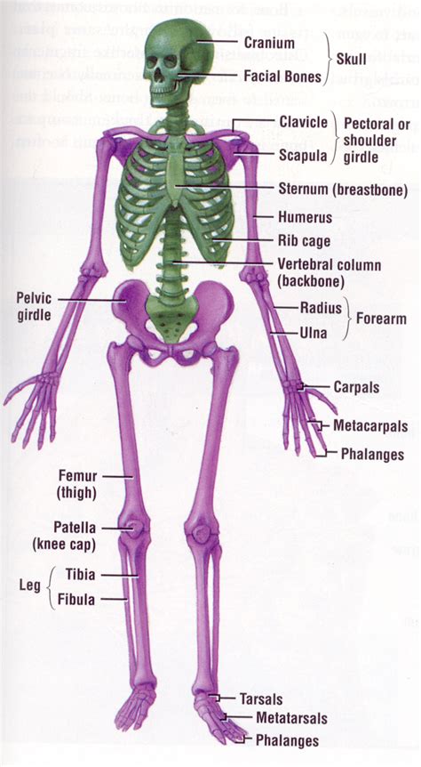 A detailed skeletal system coloring page for advanced learners