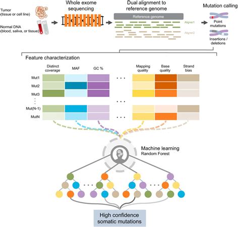 Detection of Mutations