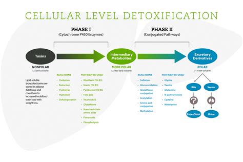 Detoxification Processes