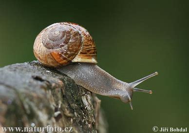 A snail feeding on algae