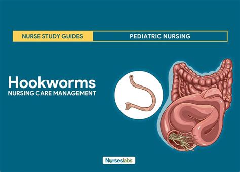 Dietary Changes for Managing Hookworm Infections