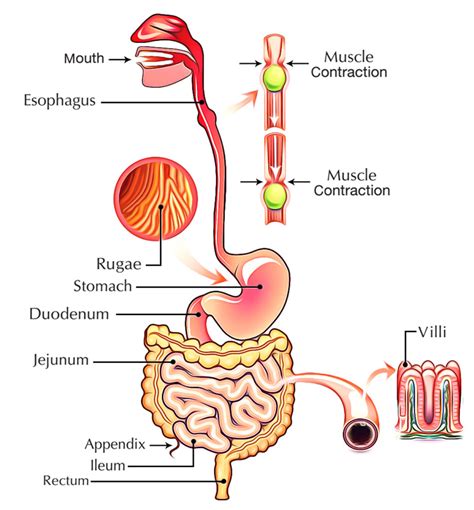 Digestion