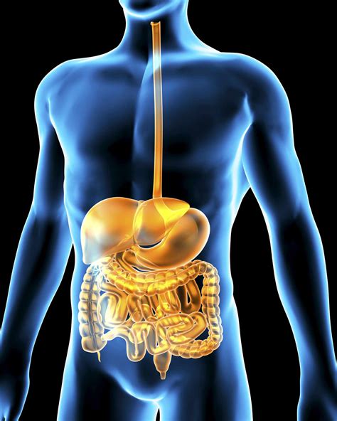 Digestive System