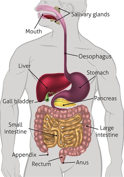 Digestive System