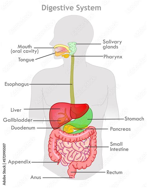 Digestive System Diagram