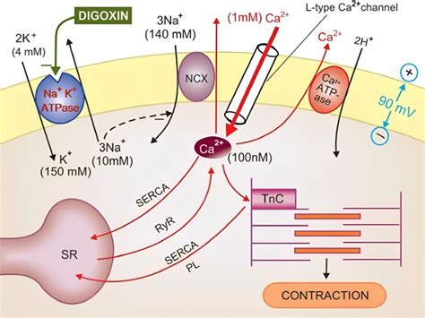 Digoxin Mechanisms