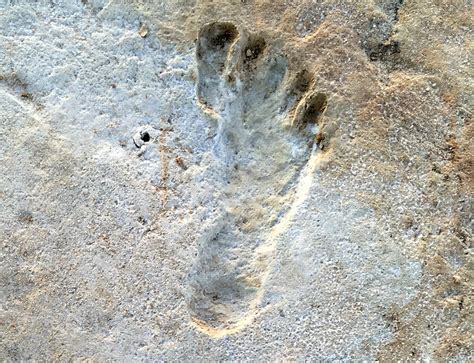 Dinosaur footprints gallery 1