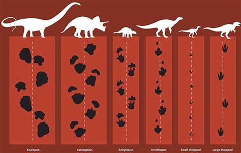 Dinosaur footprints gallery 10