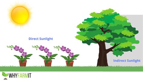 Avoiding direct sunlight