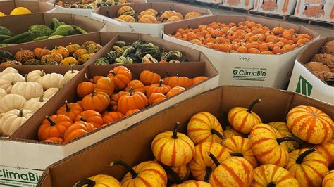 A discount store display of pumpkins