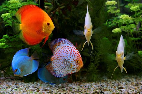 Discus aquarium fish