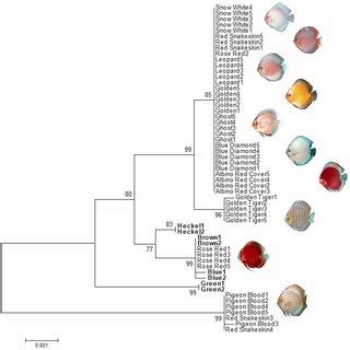 Discus breeding genetics