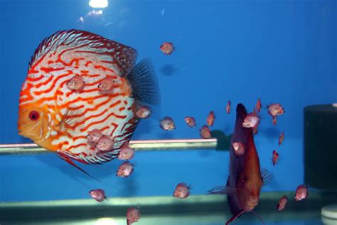 Discus breeding tips