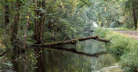 Dismal Swamp Conservation