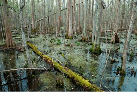 Dismal Swamp Culture