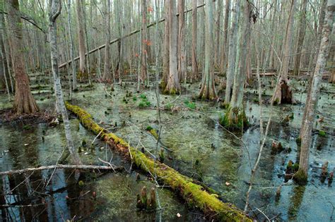 Dismal Swamp History