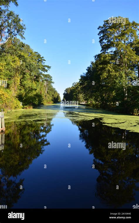 Dismal Swamp Landscape