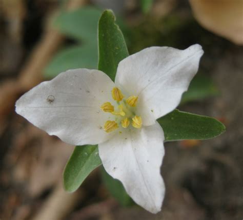 Dismal Swamp Plants