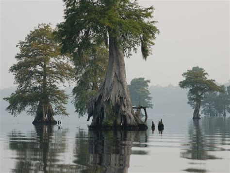 Dismal Swamp Recreation