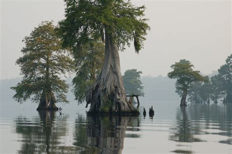 Dismal Swamp Wildlife