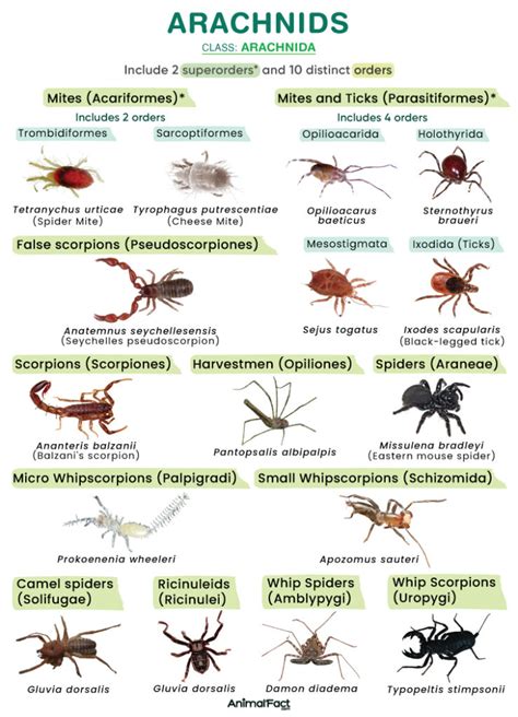 Illustration showing the diversity of arachnid body forms and habitats