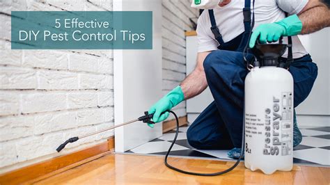 DIY Pest Control Tips