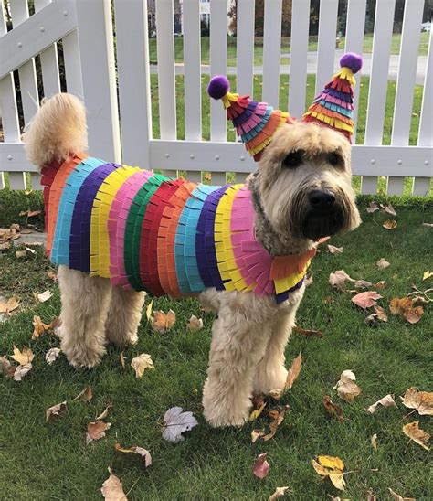 DIY Pet Costume 2