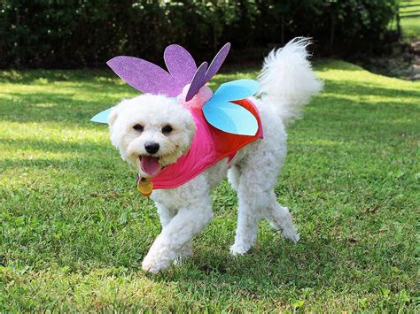 DIY Pet Costume 4