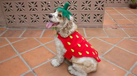 Materials Needed for DIY Pet Costume