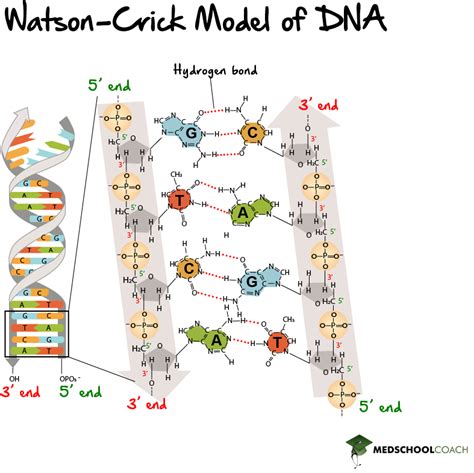 A diagram illustrating the DNA double helix structure