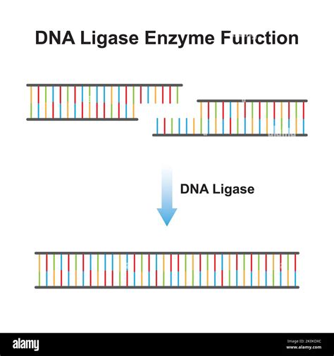 DNA Ligase