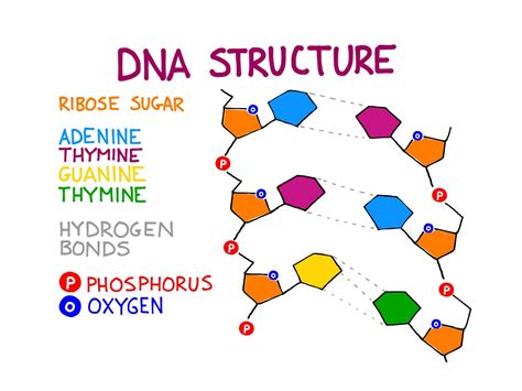 A diagram illustrating the DNA molecule