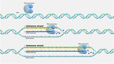 DNA non-template strand