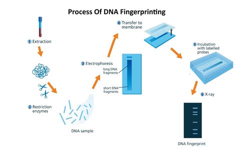 DNA Profiling