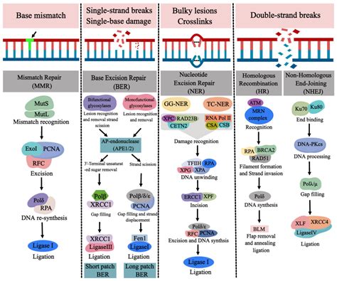 DNA Repair