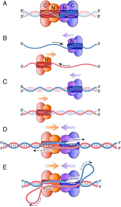 DNA Replication