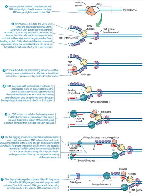 A diagram illustrating the importance of semiconservative replication